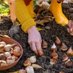 Когда высаживать тюльпаны, чтобы они зацвели к 8 марта