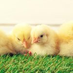 К чему снятся цыплята: символ новой жизни, заботы и маленьких радостей