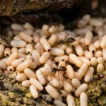 Что скрывают «яйца» муравьев: секреты развития и жизни муравьиных личинок