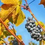 Как подготовить виноградник к зиме в октябре: три ключевых этапа ухода
