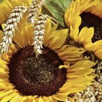 Определение зараженности семян и анализ подсолнечника на сорность