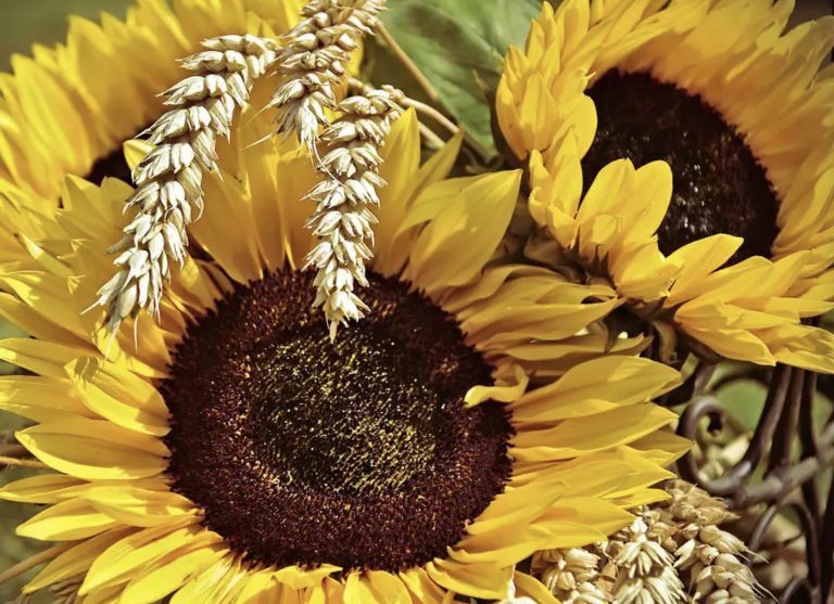 Определение зараженности семян и анализ подсолнечника на сорность