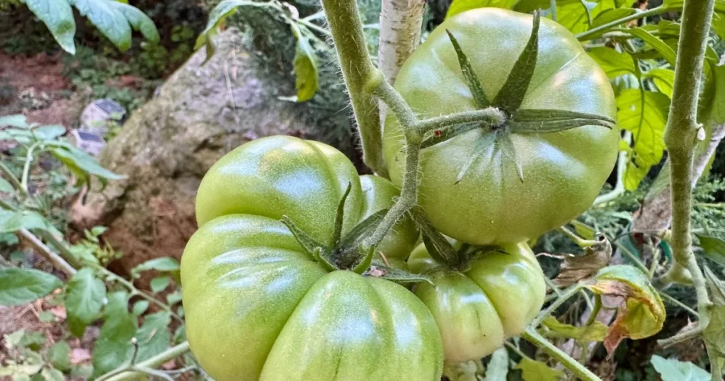 Как быстро дозреть зеленым помидорам дома: простой трюк с одним фруктом